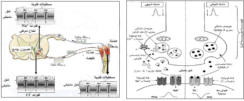 الملخص رسومات تخطيطية